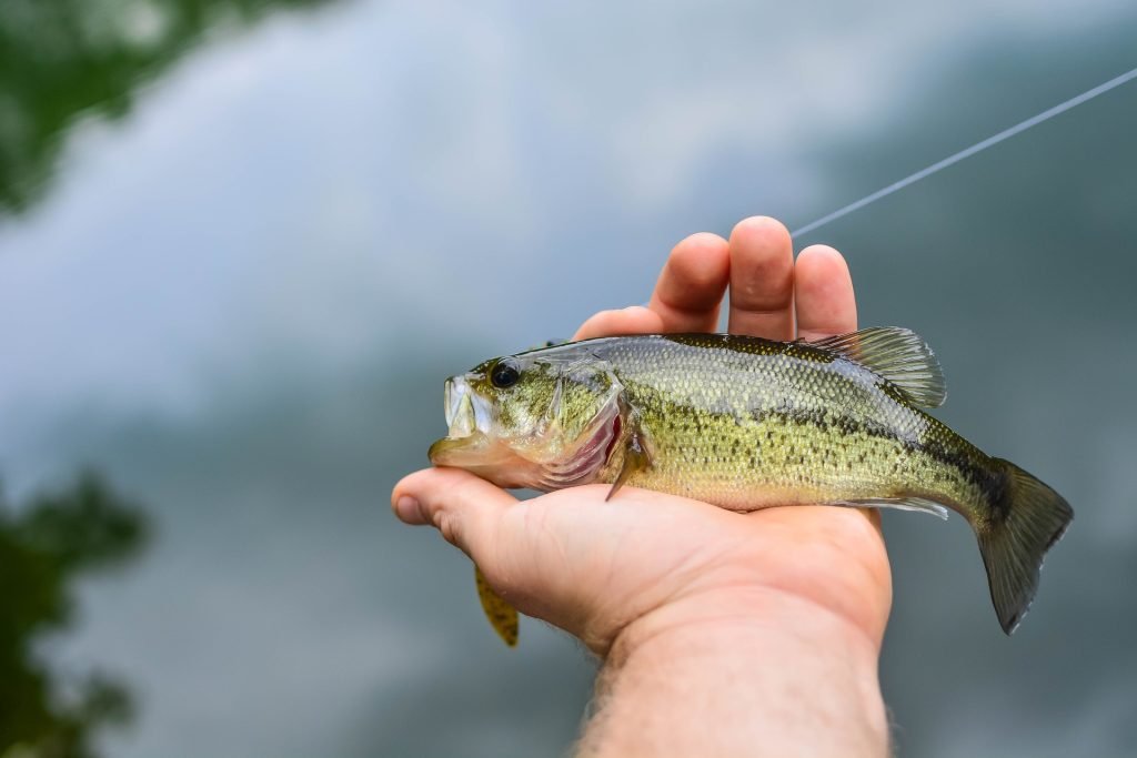 best lures for summer pond fishing