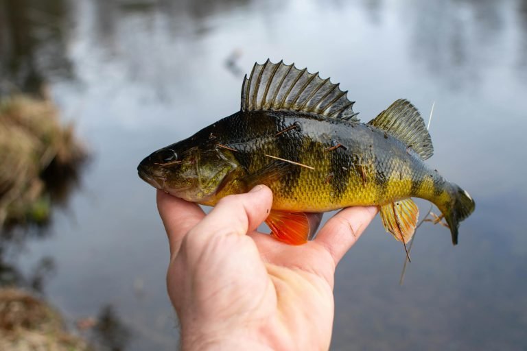 best lures for perch fishing